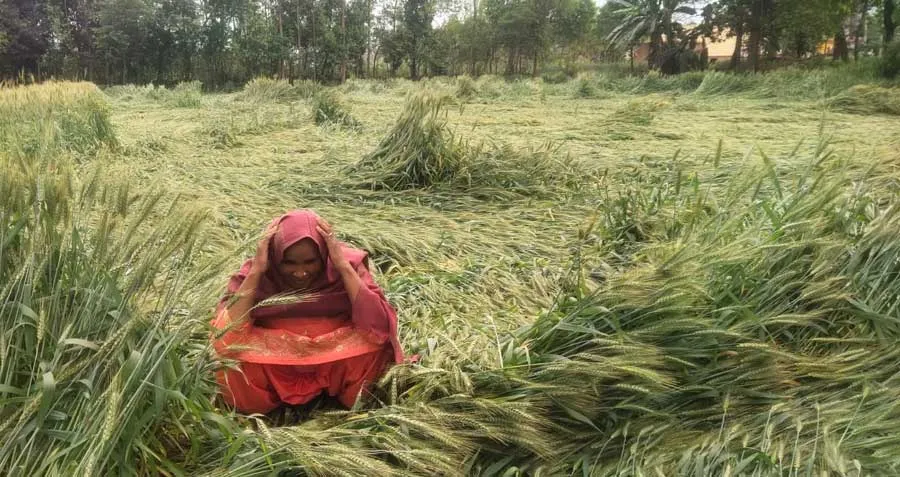 बारिश से किसानों को भारी नुकसान गेंहू की फसल हुई बर्बाद