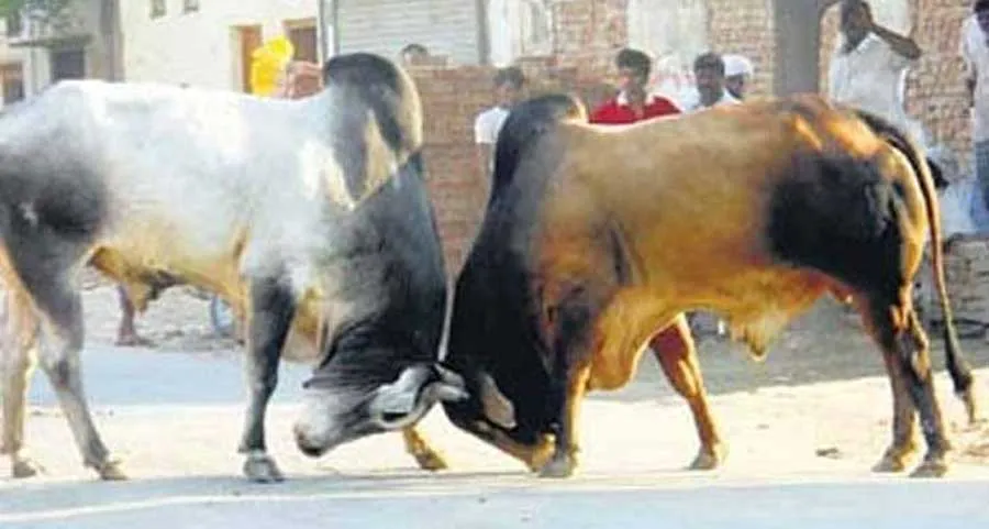 आवारा पशु की टक्कर एक युवक की मौत, दो घायल