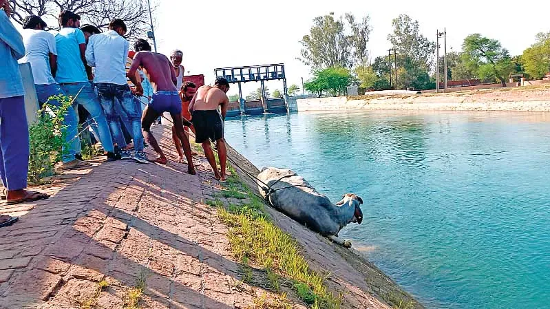 नहर में गिरी गाय को निकाला बाहर, बचाई जान