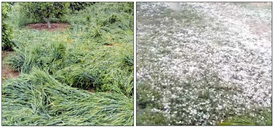 मूसलाधार बारिश व गड़ेमारी से पकी फसल हुई तबाह