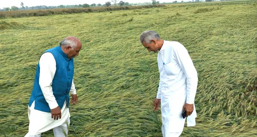 सरकार बारिश के कारण खराब हुई गेहूं फसल की तुरंत करवाए गिरदावरी-पूर्व विधायक पदम दहिया