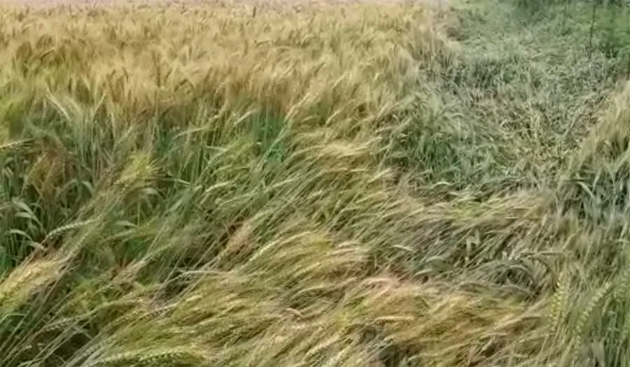 मौसम ने अचानक ली करवट बारिश के साथ हुई ओलावृष्टि