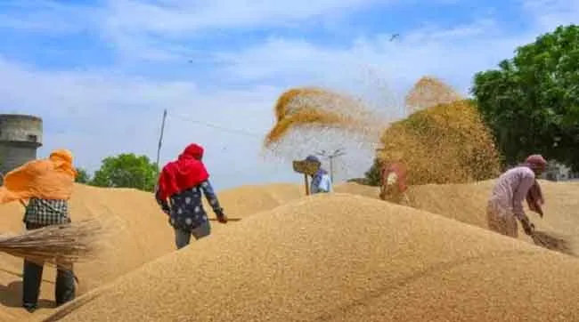 हरियाणा सरकार इस तारीख से करेगी गेहूं की खरीद, कृषि मंत्री ने दिया बड़ा बयान