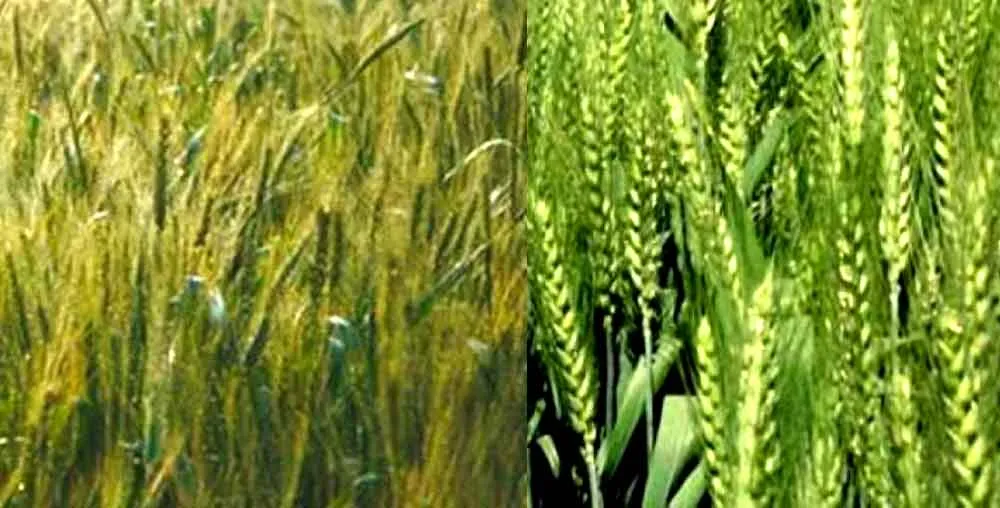 आकाश में बादल, पक चुकी गेहूं की फसल को लेकर किसान चिंतित
