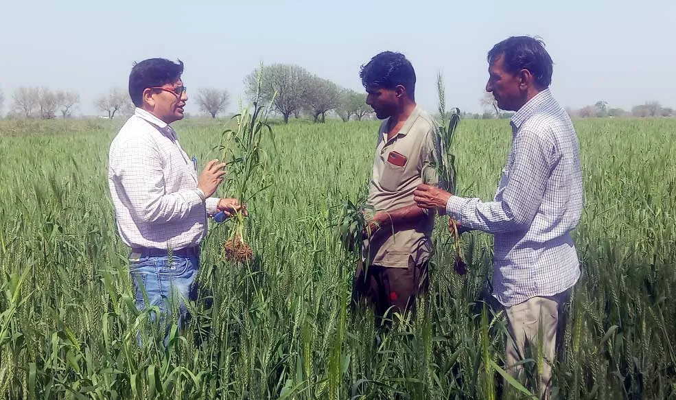 गेहूं पर ‘पीला रत्तुआ’ की दस्तक, किसान के माथे पर चिंता की लकीरें