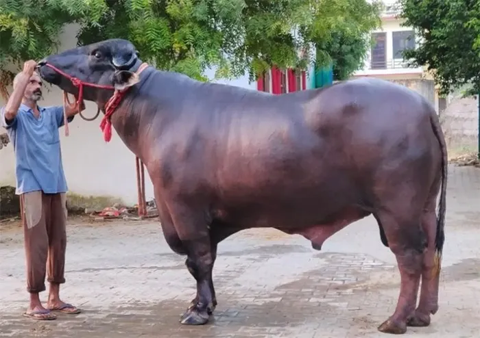 साची-साच बोलूं सूं 10 करोड़ का घोलू- 2: लग्जरी कार और आलीशान बंगलों को भी मात | 10 Crore Buffalo