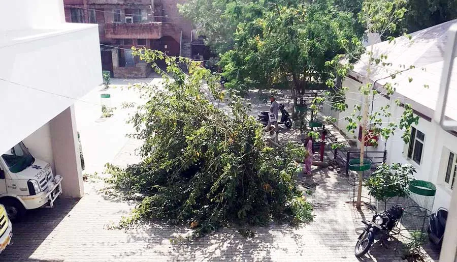 तेज आंधी के चलते सिविल अस्पताल में गिरा पेड़, हादसा टला