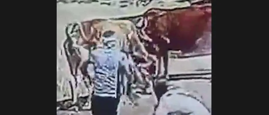 भाई के साथ चॉकलेट लेने निकली 4 साल की मासूम को गाय ने उठाकर पटका, सींगों से बुरी तरह घसीटा