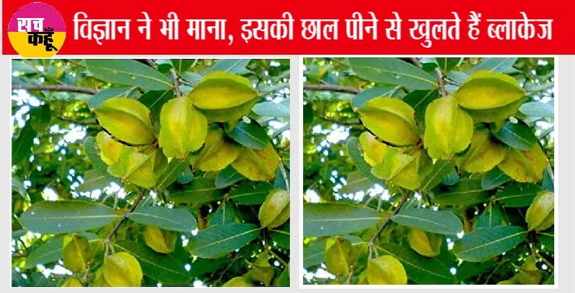 Arjun ki Chhal: इस पेड़ की छाल, किसानों को करेगी मालामाल, विदेशों में बढ़ी डिमांड