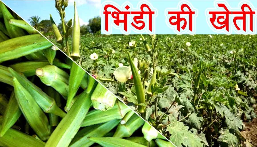 जानें कैसे करें भिंडी की खेती | Bhindi ki Kheti