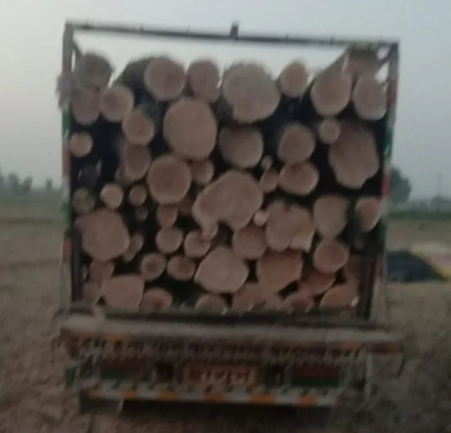 महमूदपुर परवाना में दबंगों ने कटवा डाले दर्जनों सरकारी पेड़
