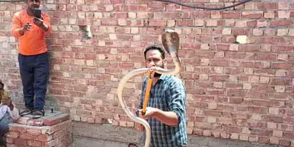 Cobra: टोहाना में कोबरा सांप की फुंकार से दहले मजदूर