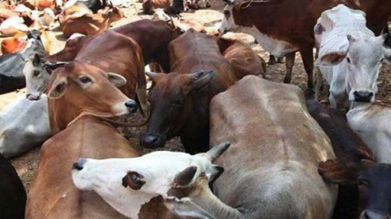 30 किमी तक पीछा करके पकड़े गो-तस्कर, 32 गाय बरामद