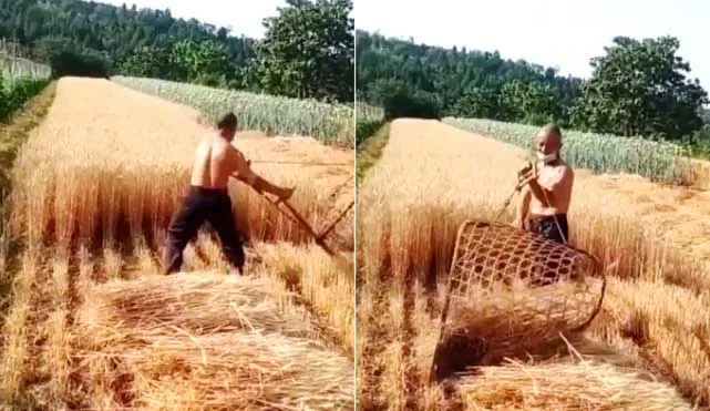 VIDEO: जुगाड़ी किसान! गेहूं की कटाई देखकर हर कोई हैरान