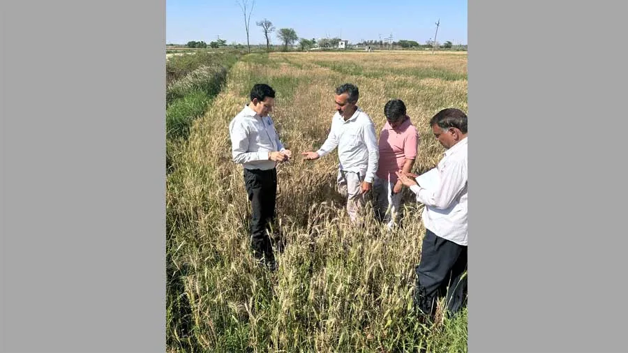 बारिश और ओलावृष्टि से फसलों को पहुंचे नुकसान का तहसीलदार ने किया निरीक्षण
