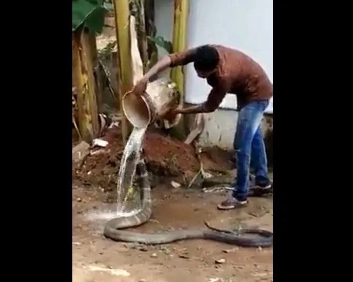 king cobra viral: अपने हाथो से कोबरा सांप को लगा नहलाने लगा.. फिर जो हुआ, देखें वीडियो