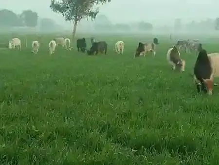 Kisan Desi Jugaad Video: आवारा पशुओं ने कर रखा था नाक में दम, किसान ने किया ऐसा देसी जुगाड़ कि…