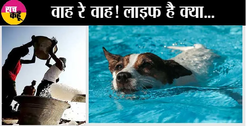 luxury life of dogs: आम आदमी की हालत टाइट, कुत्तों की लग्जरी लाइफ