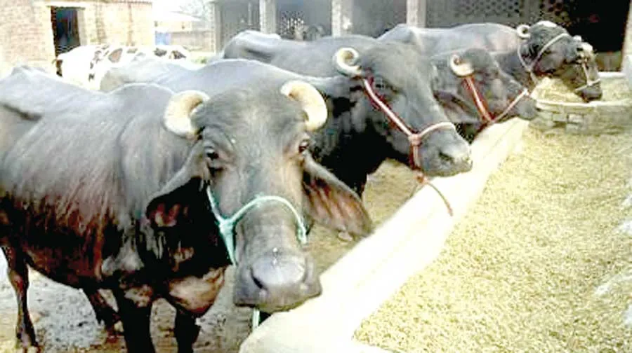 दुधारू पशुओं का रखें खास ख्याल