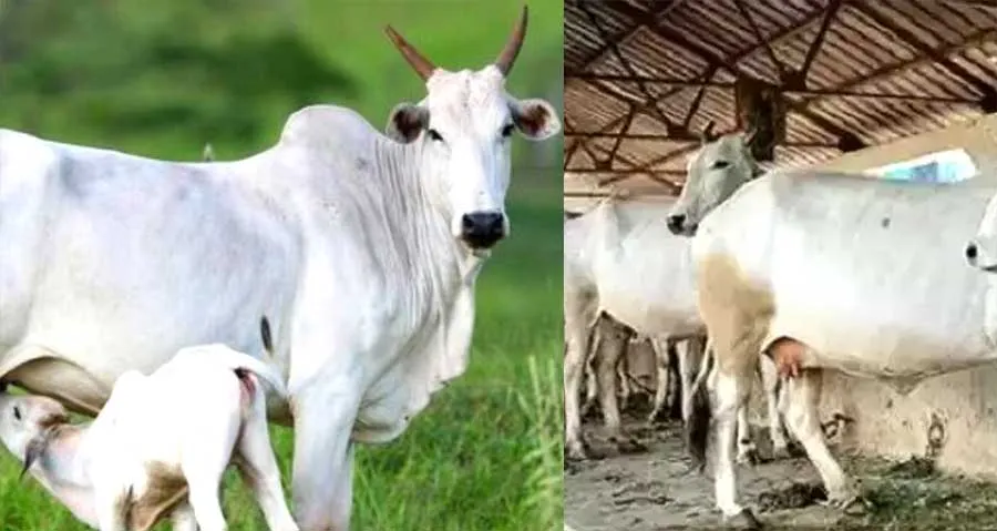 सिर्फ 10% कीमत में गाय खरीदें, 90% कीमत दे रही ये राज्य सरकार