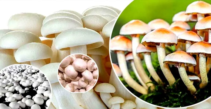 इस तरह मशरूम की खेती से कैसे कमाये जा सकते है लाखों रुपये | Mushroom Ki Kheti
