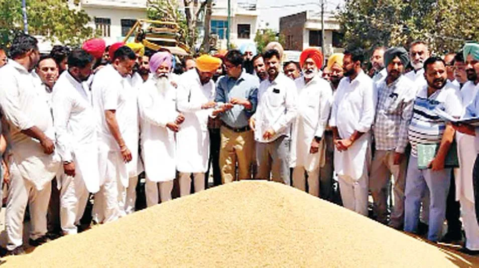 सरसों खरीद का विवाद सुलझा, बोली शुरू, किसानों ने ली राहत की सांस