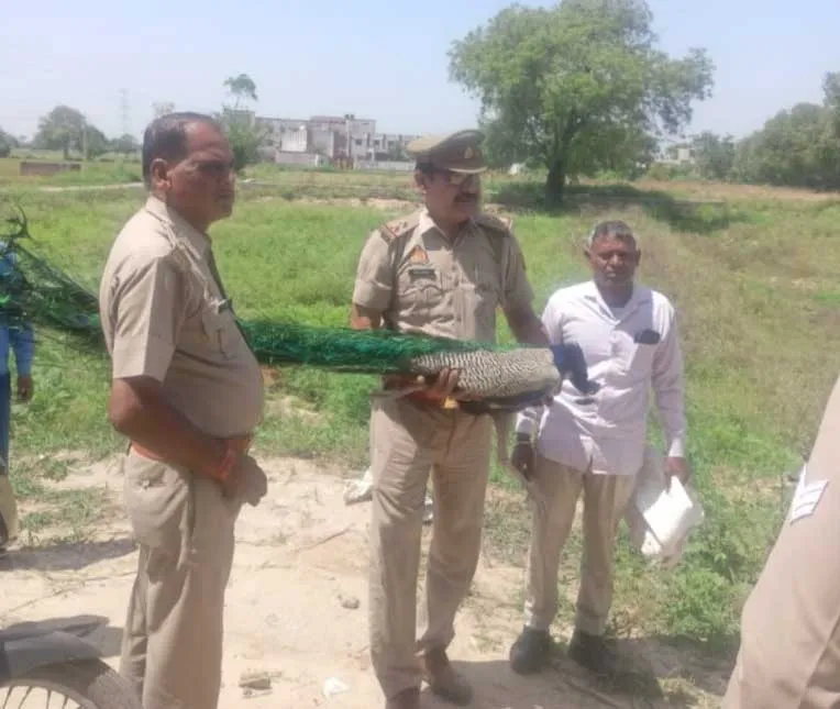 अज्ञात वाहन की चपेट में आकर राष्ट्रीय पक्षी मोर का हुआ प्राणांत