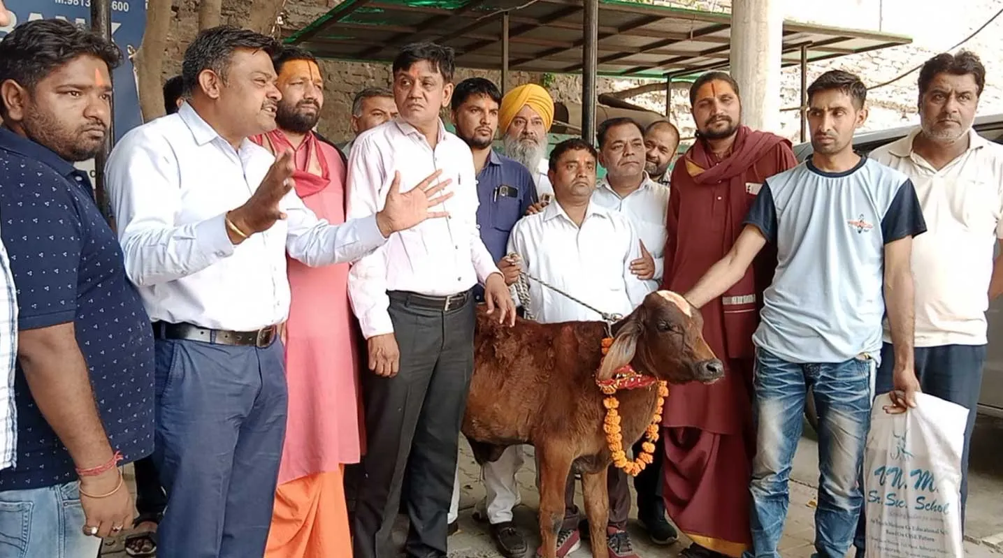 नगर निगम की बछड़े से करवाई हिंदू रीति-रिवाजों से शादी, जानें क्या है मामला