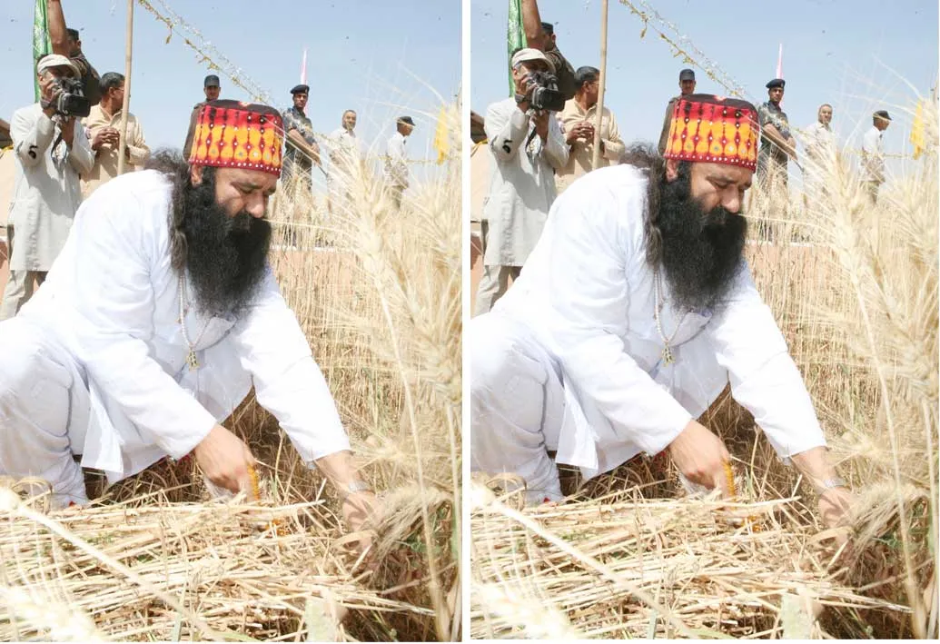 गेहूं के सीजन में ये तस्वीर हुई वायरल | Ram Rahim photo viral
