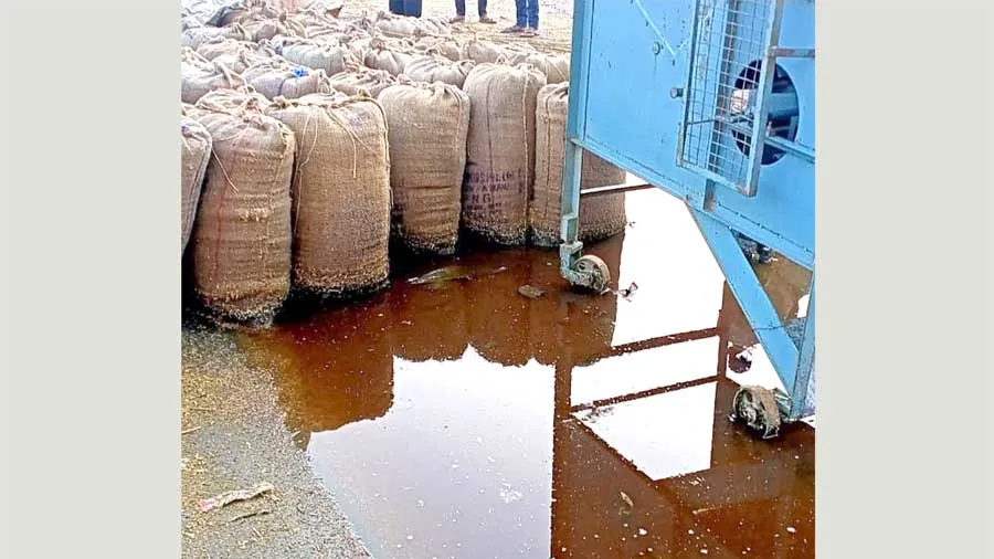 अंधड़ के साथ बारिश, किसानों के खेतों में पड़ी फसलें भीगी