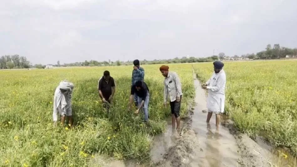 Sangrur: गेहूं की जगह की फूलों की खेती, अच्छे मुनाफे की थी उम्मीद, अचानक कुदरत के कहर ने सब कुछ किया तबाह