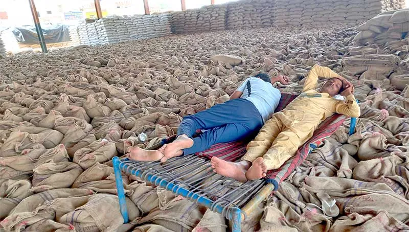 ओढां में उठान न के बराबर, गेहूं व सरसों से अटी अनाज मंडी