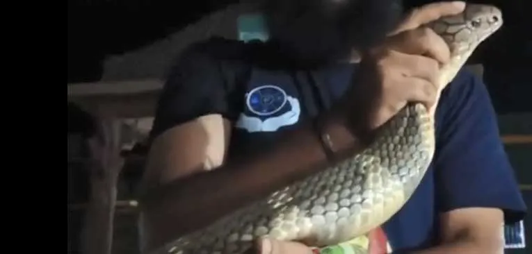 Viral: देखना! कहीं अटक न जाएं सांसें: गूढ़ अंधेरे में 12 फीट लंबा किंग कोबरा
