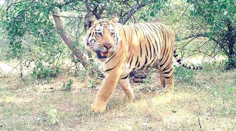 टाइगर रिजर्व में बाघिन को लंगडाते हुए देख बढ़ी वन विभाग की चिंता