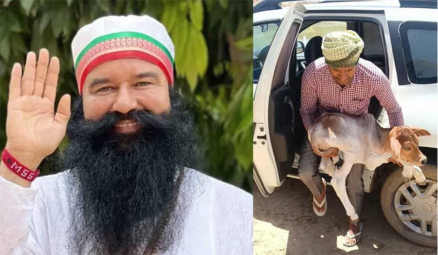 गाय के बछड़े को आवारा कुत्तों से बचाकर, बरवाला की संगत ने किया अच्छा काम