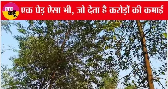 एक ऐसा करामाती पेड़, जिसकी करोड़ों की कमाई कर देगी आपको मालामाल