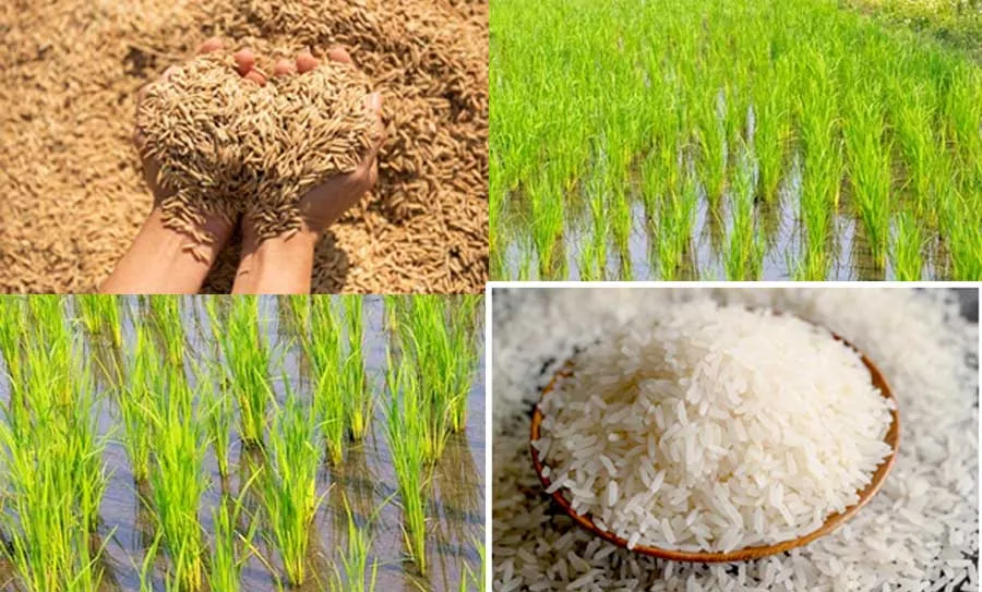 Basmati Rice: बासमती धान: कम लागत में पाएं बेशुमार पैदावार
