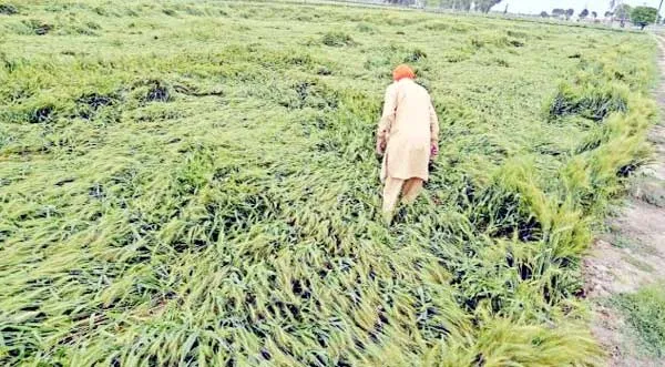 Punjab News: किसानों को नहीं मिल रहा मुआवजा, सीएम मान के आदेशों को नहीं मान रहे राजस्व विभाग के अधिकारी