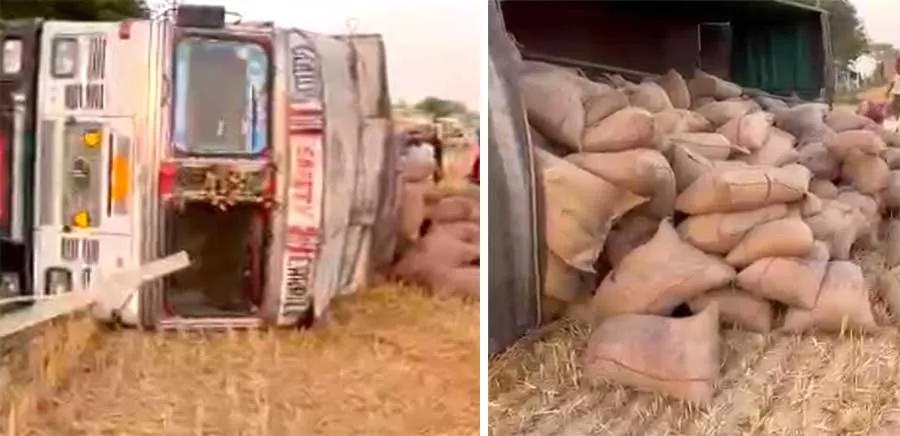 गेहूँ से भरा ट्रक पलटा, खेतों में बिखरी बोरियां
