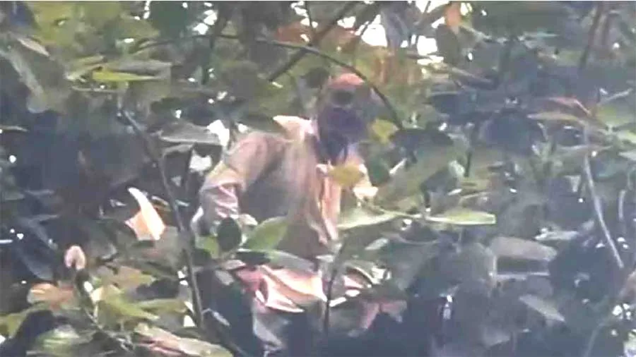 हिसार में जब 50 साल के वृद्ध ने किया पेड़ पर डांस…
