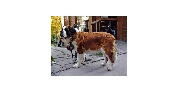 Rescue Dog: ‘मालिक’ मेहरबान तो कुत्ता पहलवान, पालतू  कुत्तों का अटैक, मां-बेटे ने भागकर बचाई जान