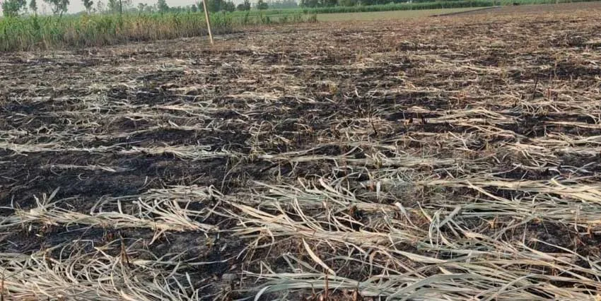 विद्युत चिंगारी से आठ बीघा ईंख की फसल राख