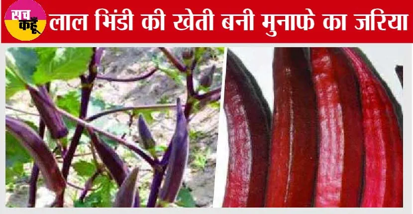 Lal Bhindi Ki Kheti: लेडी फिंगर लगाओे, लखपति बन जाओ