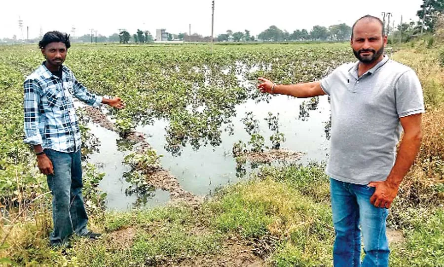 खेतों में घुसा सीवरेज का दूषित पानी, किसानों की सैंकड़ों एकड़ फसल बर्बाद