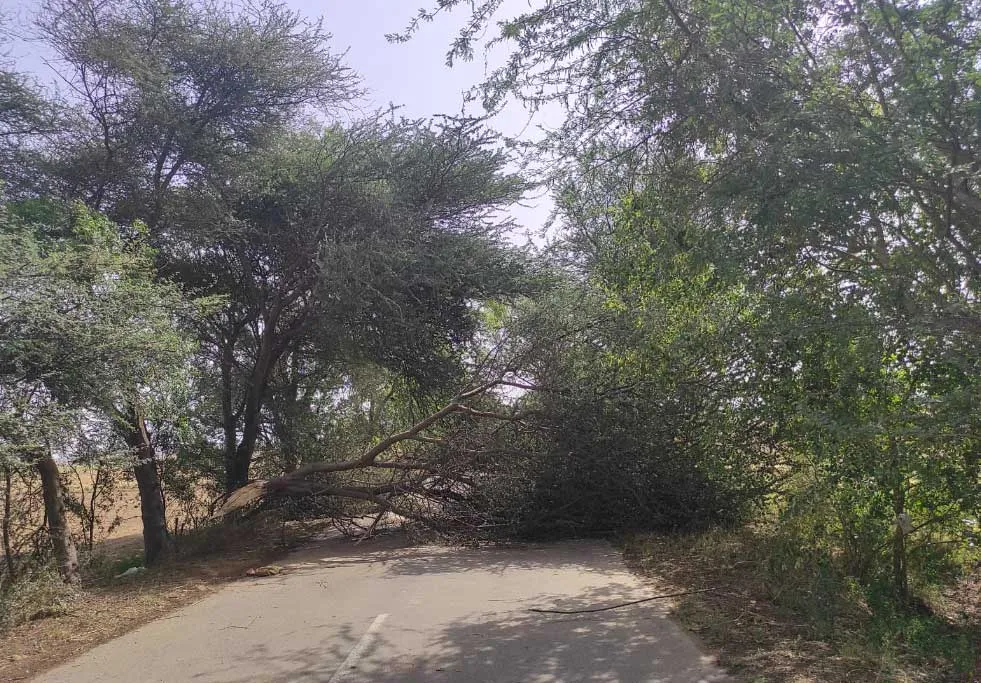 राजस्थान, पंजाब, हरियाणा समेत उत्तर भारत में तूफान ने दिखाया विकराल रूप, देखें तबाही का मंजर
