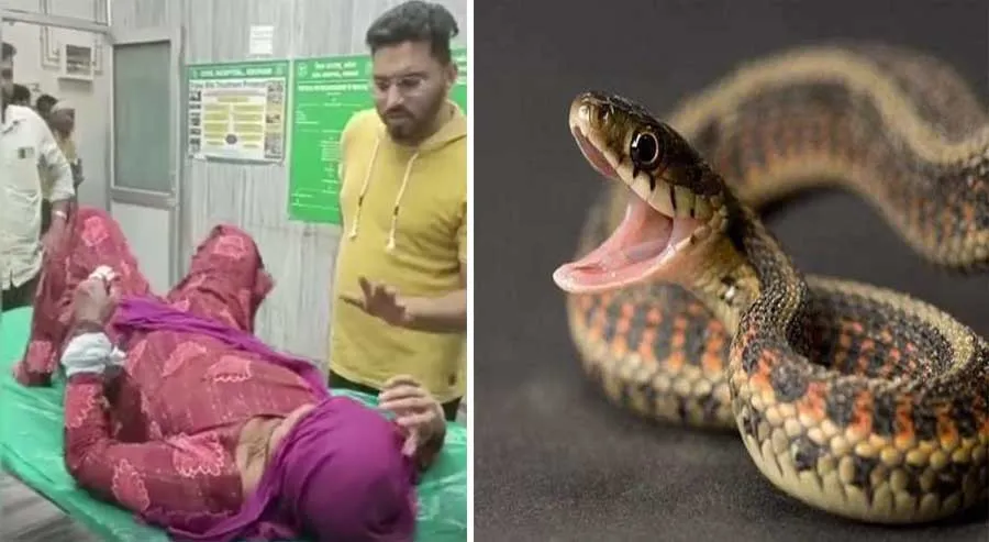 अबोहर में महिला को सांप ने काटा, अस्पताल में भर्ती