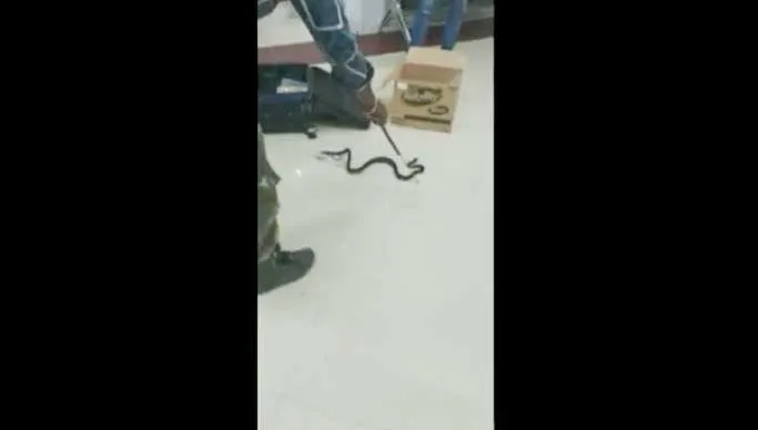 Snake Viral Video: एयरपोर्ट पर चेकिंग के लिए बैग खोला तो निकले 22 जिंदा सांप! वीडियो वायरल