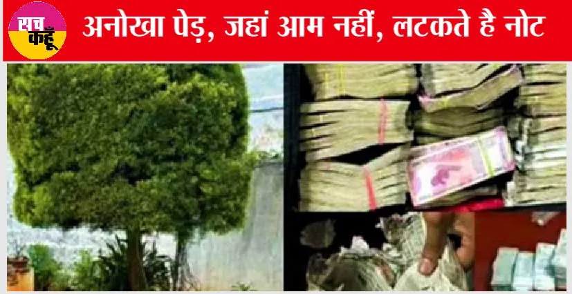 देखिये, देश का अनोखा पेड़, जहां आम नहीं, लटकते है नोट | Subramaniam Rai