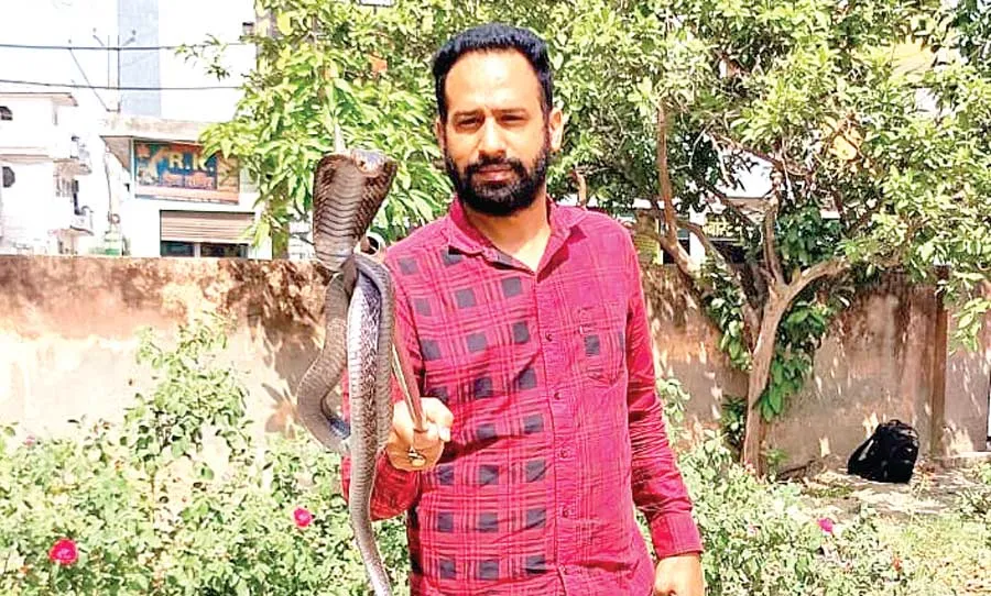 कोबरा सांप मिलने से मचा हड़कंप