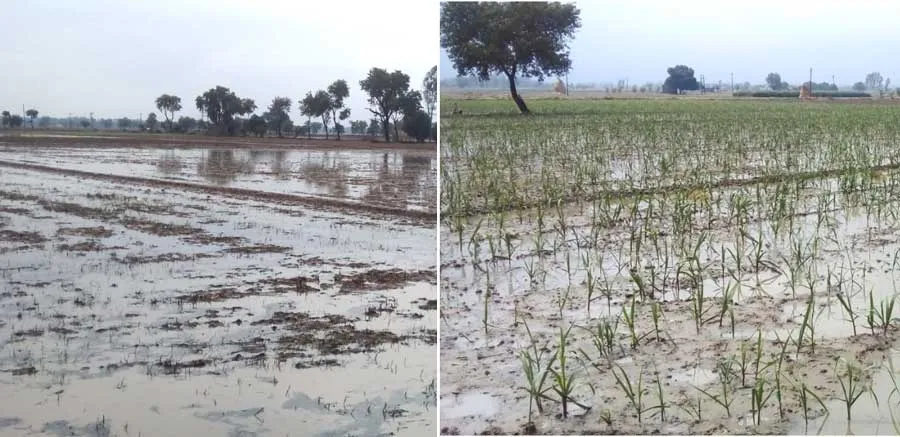मूसलाधार बरसात आई, किसानों के चेहरे पर खुशियां लाई